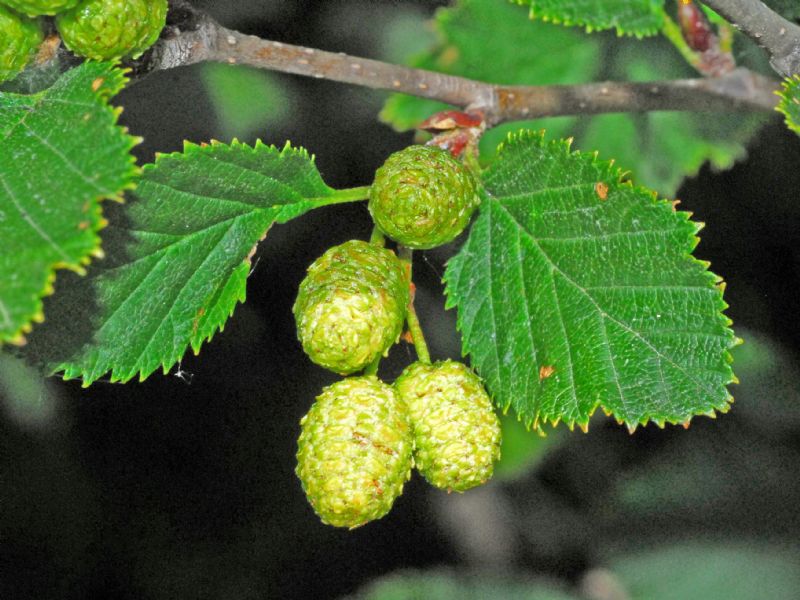 Dalla Valsavarenche: frutti di... ontano, Alnus sp.